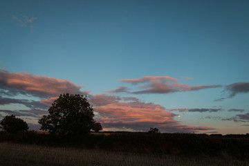 Sunset with tree silhouette