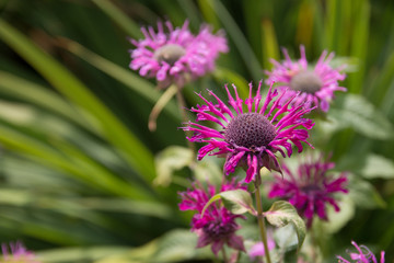 Obraz premium Pink Flower heads