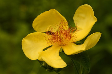 Fototapeta na wymiar yellow large forest flower