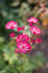Beautiful pink flowers at Wynard