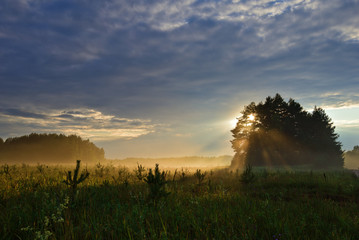 Golden sun rays from the sun behind a pine grove. Nature landscape. Novgorod region, Russia. - 213336448