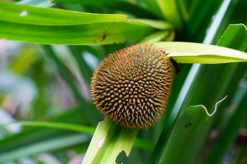 Tropical plants in the mangrove in the Daintree rainforest wet tropics area near Cape Tribulation,...