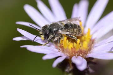 a small earth bee collects nectar