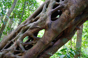 Tropical plants in the mangrove in the Daintree rainforest wet tropics area near Cape Tribulation, Far North Queensland, Australia