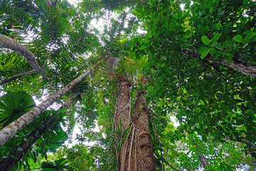 Fototapeta premium Tropical plants in the mangrove in the Daintree rainforest wet tropics area near Cape Tribulation, Far North Queensland, Australia