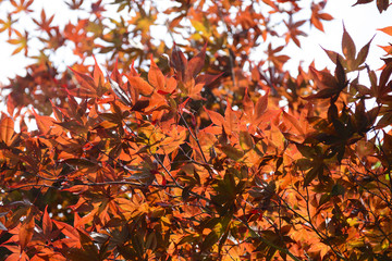 Leaves of colored maple background