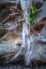 Roots on a rock close-up