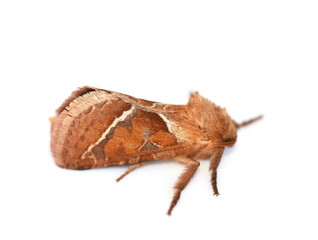 The orange swift moth Triodia sylvina isolated on white background