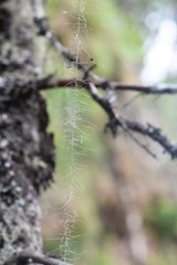 Single strand of the long lichen Old Man's Beard Dolichousnea longissima on an old spruce tree