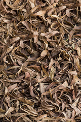 Dried Dead leaves background texture