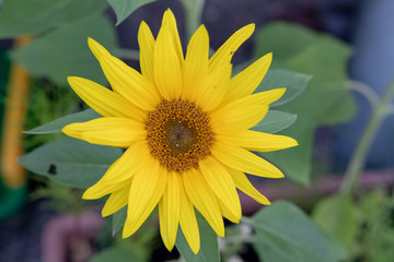 Obraz premium sonnenblume