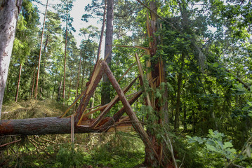 A broken tree in the middle of the woods