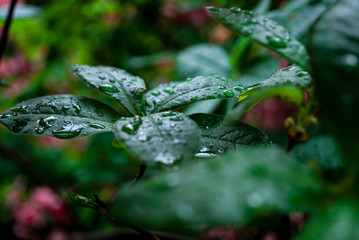 Waterdrops on green leaf