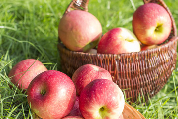 Fresh red Apples harvest on green grass in basket Close up