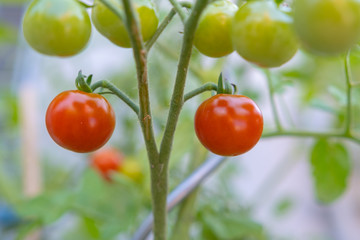 Cherry Tomaten am Strauch