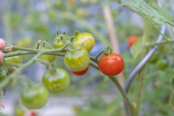 Tomaten