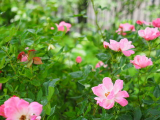 ローズガーデンの薔薇