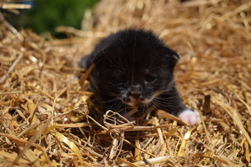 котик в соломе 