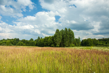 Fototapeta premium Wild meadow, forest and cloudy sky