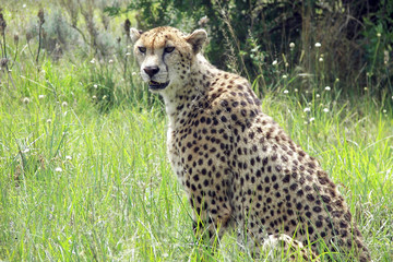  female cheetah in south africa
