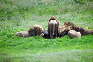 lions feeding