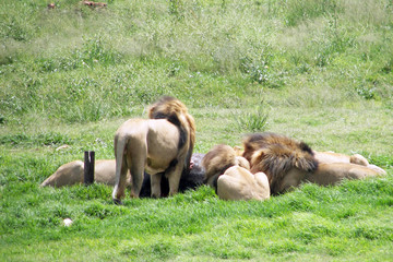 male lions eatingin south africa 
