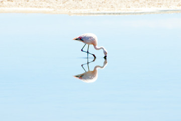 Flamingo - Chaxa Lagoon - Chile