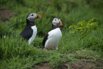 Fototapeta premium Atlantic puffin skomer island west wales Pembrokeshire