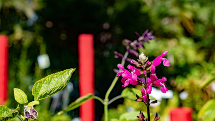 Colorful Spring Flowers