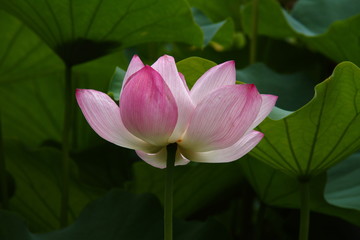 Obraz premium 蓮の花56