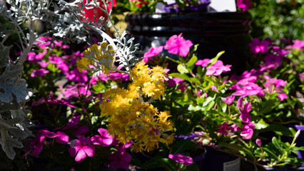 Fototapeta na wymiar Colorful Spring Flowers