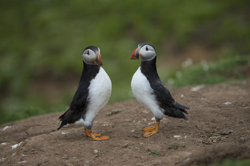 Atlantic puffin skomer island west wales Pembrokeshire