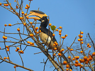 Malabar Pied Hornbill, spotted in Karnataka, India