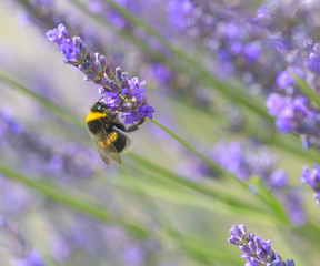 bumble bee on a purple flower of a lavander