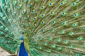 Fotobehang Portrait of a peacock. © Mihail Penin
