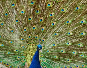 Obraz premium Portrait of a peacock.