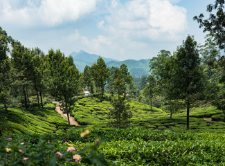 Houses situated on top of green tea plantation Munnar Kerala India