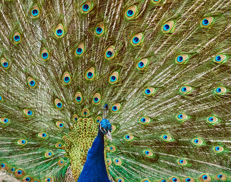 Portrait of a peacock.
