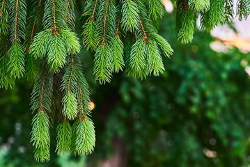 Fresh spruce branches on blurred background