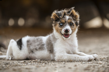Cachorro border collie