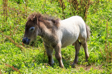 Foal in meadow in Normandy France