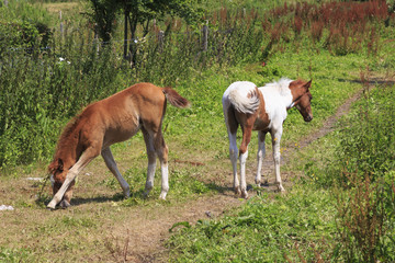 Foal in meadow in Normandy France