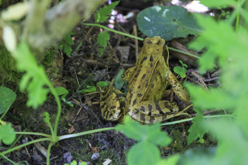 Frog in forest