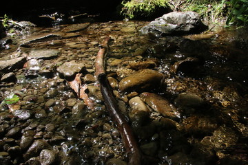 clean water in a mountain stream