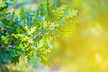 closeup green oak tree  in a sunlight