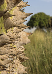 Closeup detail of silk floss tree trunk with thorns