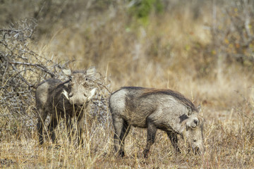 common warthog in Kruger National park, South Africa ; Specie Phacochoerus africanus family of Suidae