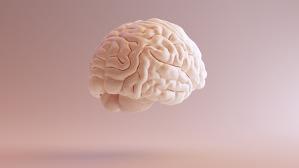 Human brain Anatomical Model 3d illustration 3Q Rear Right 