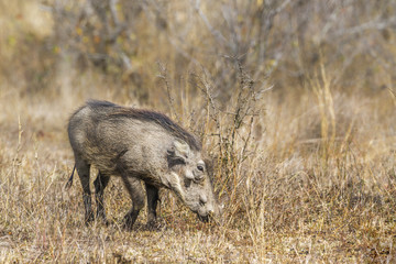 common warthog in Kruger National park, South Africa ; Specie Phacochoerus africanus family of Suidae