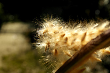 Dried Flower Under The Winter Sun